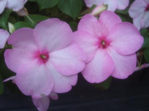 🎁 Graines d'impatiens nain baby, de couleurs roses, Jardin & Terrasse, Bulbes & Semences, Graine, Printemps, Pleine ombre, Envoi