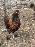 Zijdehoen/wyandotte kriel hen, Dieren en Toebehoren, Pluimvee, Vrouwelijk, Kip