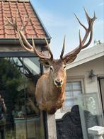 Taxidermie enorm groot hertenkop 180 cm 140 cm 140 cm, Enlèvement ou Envoi