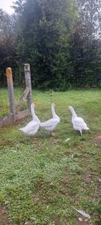 3 witte ganzen, Dieren en Toebehoren