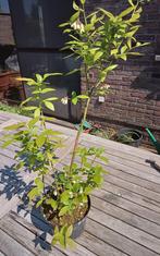 Blauwbes (Vaccinium corymbosum), Mortsel, Ophalen