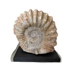 Ammonite Géante Fossile - Un Trésor Préhistorique, Collections, Fossile, Enlèvement ou Envoi