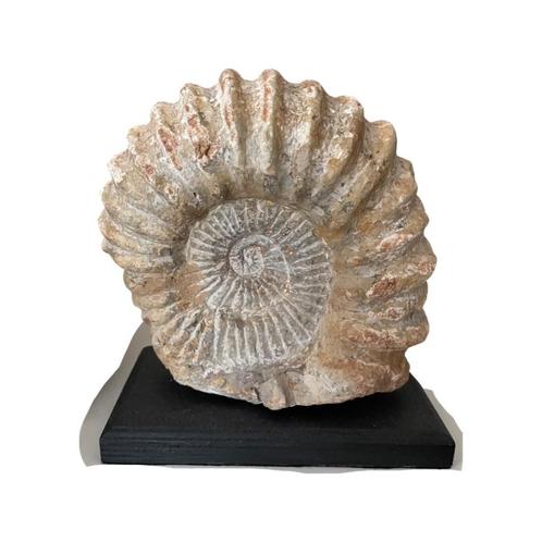 Ammonite Géante Fossile - Un Trésor Préhistorique, Collections, Minéraux & Fossiles, Fossile, Enlèvement ou Envoi