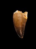 Dinosaurus tand grote mosasaurus hoffmanni tand 6,3 cm., Ophalen of Verzenden, Fossiel