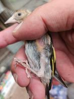 Chardonnerets maroc  0487620628 parva, Dieren en Toebehoren, Vogels | Overige Vogels