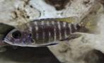 Aulonocara stuartgranti malawicichliden hobbykweek, Dieren en Toebehoren, Vissen | Aquariumvissen, Vis, Zoetwatervis