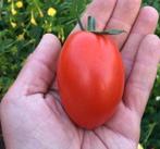 Plant de tomate Roma, Jardin & Terrasse, Bulbes & Semences, Enlèvement ou Envoi