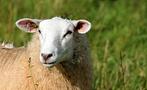 Cherche Moutons, agneaux, chèvres naines, Tuin en Terras, Plantenvoeding