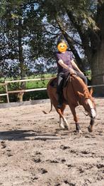 Quarter horse quarter paard, Dieren en Toebehoren, Paarden, Minder dan 160 cm, Gechipt, Ruin, Niet van toepassing