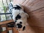 Mooie dalmatier Rex dwergkonijntjes