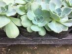 Echeveria, Tuin en Terras, Planten | Tuinplanten, Ophalen