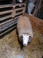 Schaap, Dieren en Toebehoren, Schapen, Geiten en Varkens, Mannelijk, Schaap, 0 tot 2 jaar