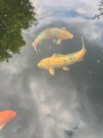 Japanse koi Sanke 62cm, Dieren en Toebehoren, Vissen | Vijvervissen