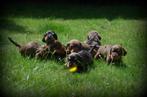 Ruwharige Teckel pups, België, CDV (hondenziekte), 8 tot 15 weken, Dwerg