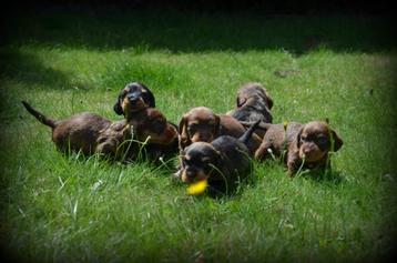 Ruwharige Teckel pups beschikbaar voor biedingen