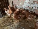 Legkippen isa brown, Dieren en Toebehoren, Pluimvee