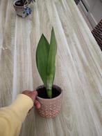 Sanseveria moonshine kamerplanten vrouwentong  Mooie gezonde, Vetplant, In pot, Minder dan 100 cm, Groene kamerplant