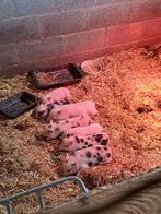 Minivarkens te koop, Dieren en Toebehoren, Schapen, Geiten en Varkens, Meerdere dieren, Varken, 0 tot 2 jaar