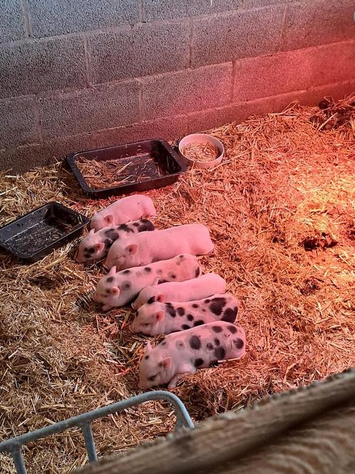 Minivarkens te koop, Dieren en Toebehoren, Schapen, Geiten en Varkens, Varken, Meerdere dieren, 0 tot 2 jaar