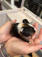 Cavia’s, Cavia, Juli, Vrouwelijk, Tam