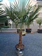 Winterharde palmboom Trachycarpus Fortunei, Ophalen, Halfschaduw, Palmboom