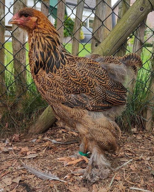 Brahma koppel meerzomig patrijs uit tentoonstellingsfok, Dieren en Toebehoren, Pluimvee