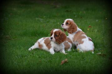 Cavalier King Charles Spaniel pups beschikbaar voor biedingen