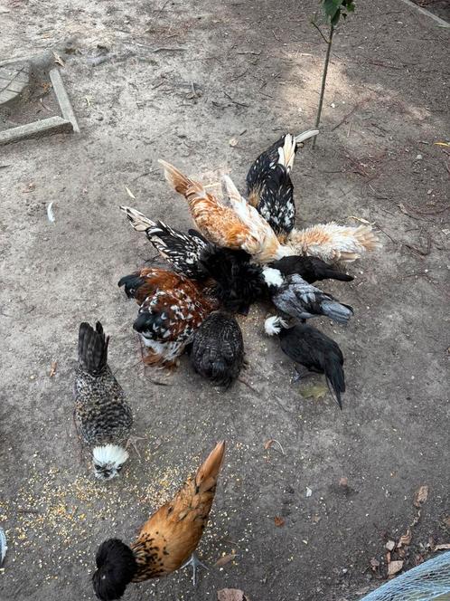 Hanen te koop, Dieren en Toebehoren, Pluimvee, Kip, Meerdere dieren