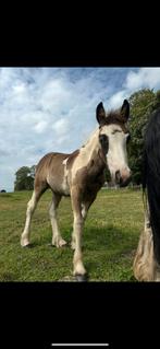 Irish cob merrieveulen te koop, Merrie, Minder dan 160 cm, Niet van toepassing, 0 tot 2 jaar