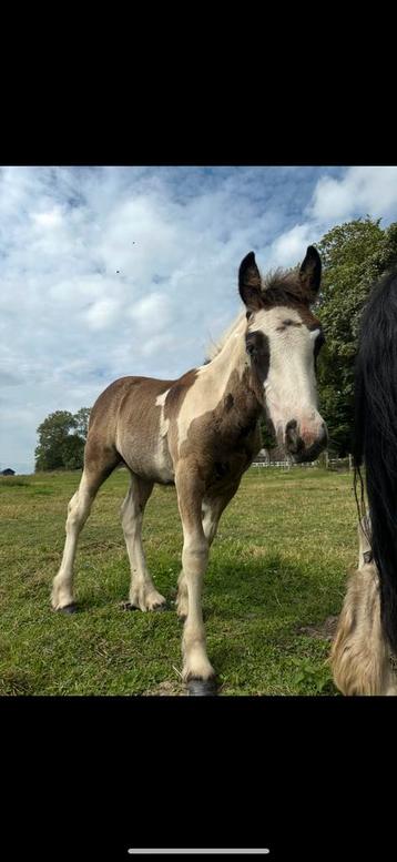 Irish cob merrieveulen te koop beschikbaar voor biedingen