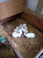 jonge vleeskonijnen, californiers, californian, konijnen, Dieren en Toebehoren, Konijnen