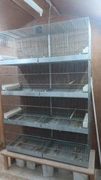 4 italiaanse draadkooien, Dieren en Toebehoren, Ophalen