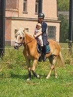 Haflinger merry, Dieren en Toebehoren