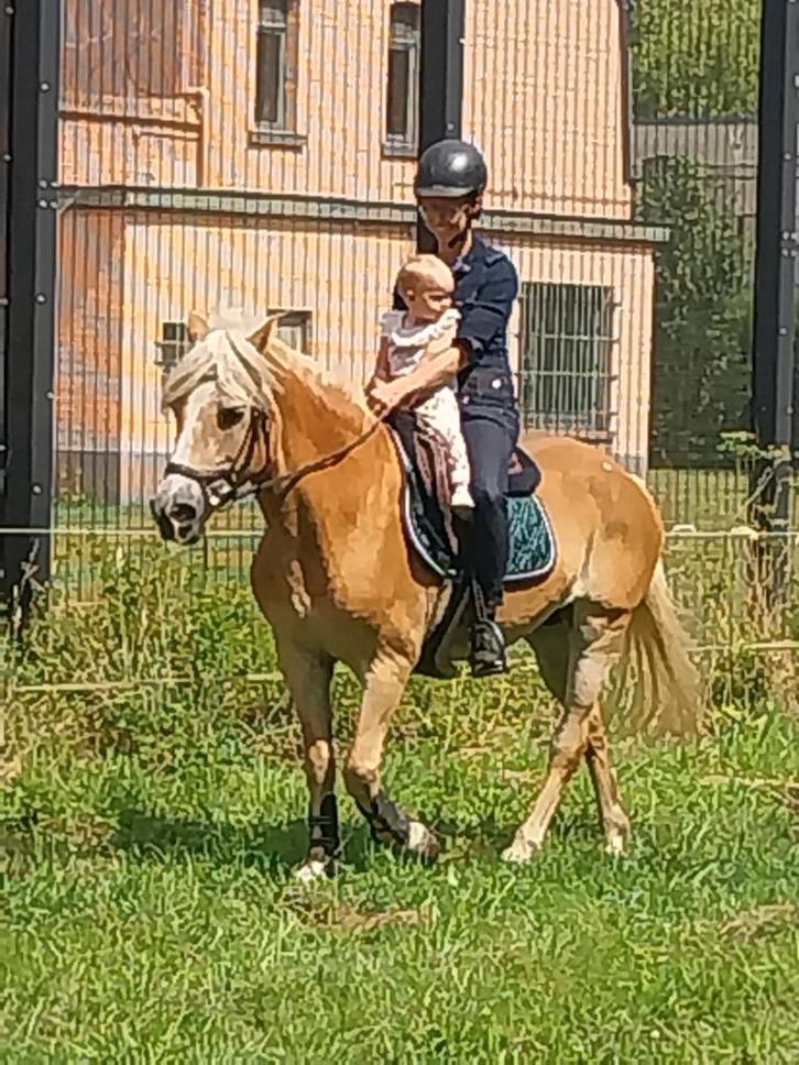 Haflinger merry, Dieren en Toebehoren, Pony's