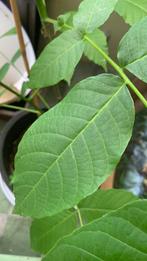 Notenboom, Tuin en Terras, Planten | Bomen, Ophalen, In pot, Volle zon, 100 tot 250 cm