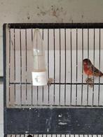 Métis, Dieren en Toebehoren, Mannelijk, Zangkanarie