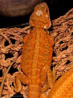 Dragon barbu hypo rouge, Lézard, Domestique, 0 à 2 ans