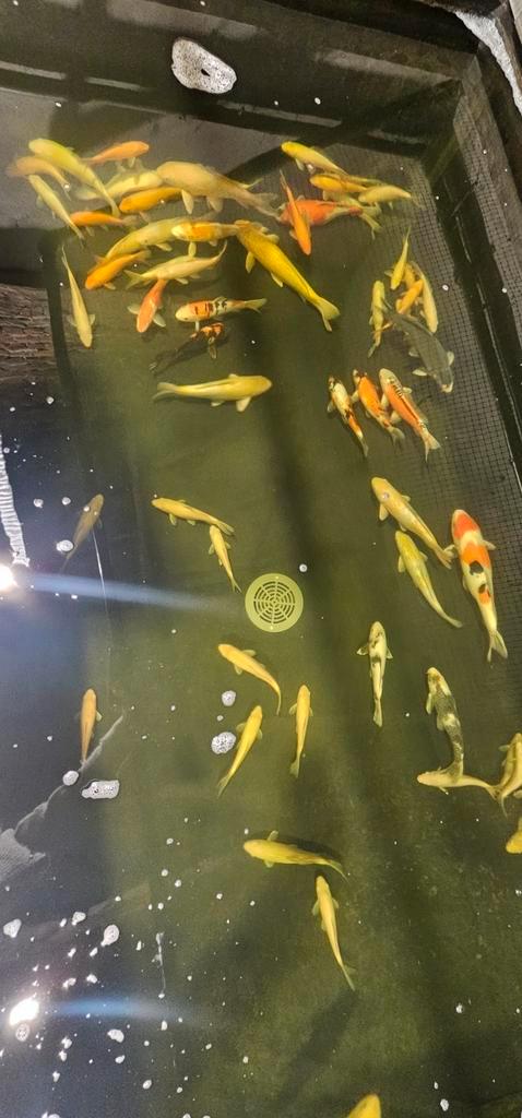 Laatste japanse koi te koop ‼️op = op ‼️, Dieren en Toebehoren, Vissen | Vijvervissen, Karper of Koi
