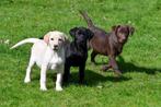 Labrador Retriever pups te koop, Dieren en Toebehoren, CDV (hondenziekte), Meerdere, 8 tot 15 weken, Meerdere dieren