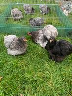 Cochin kriel trio blauw/zwart, Dieren en Toebehoren, Pluimvee, Meerdere dieren, Kip