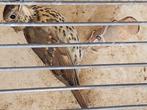 Lijsters, Vrouwelijk, Wildzangvogel, Geringd