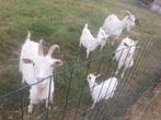 kempense geiten, Meerdere dieren, Geit