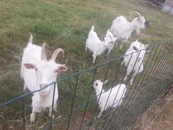 kempense geiten, Plusieurs animaux, Chèvre