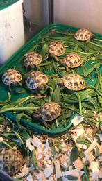 Griekse Landschildpadjes, 0 tot 2 jaar, Schildpad