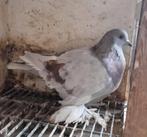 Romagnolo, Dieren en Toebehoren