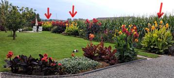 Canna Tropicanna Gold voor tuin, kuip, pot, vijver, beekloop beschikbaar voor biedingen