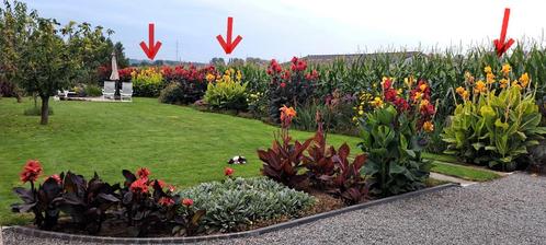 Canna Tropicanna Gold voor tuin, kuip, pot, vijver, beekloop, Tuin en Terras, Planten | Tuinplanten, Volle zon, Zomer, Ophalen