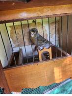 Canari arlequin