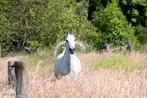 Weide gezocht met maatje(s) regio Koksijde, Dieren en Toebehoren, Paarden