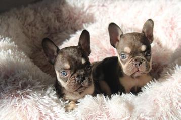 Franse Bulldog pups in huis opgevoed  beschikbaar voor biedingen